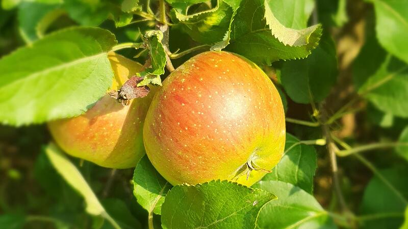 Auch die Apfelernte leidet in diesem Jahr.