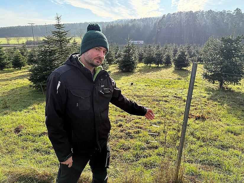 Daniel Singer an seiner Christbaumplantage bei Wimmelbach zeigt auf das Loch, das die Diebe hinterließen.