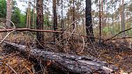 Waldbrand bei Erlangen Die Gefahr von Waldbränden, wie hier bei Erlangen im April, ist in diesen Tagen wieder besonders groß. (Archivbild)