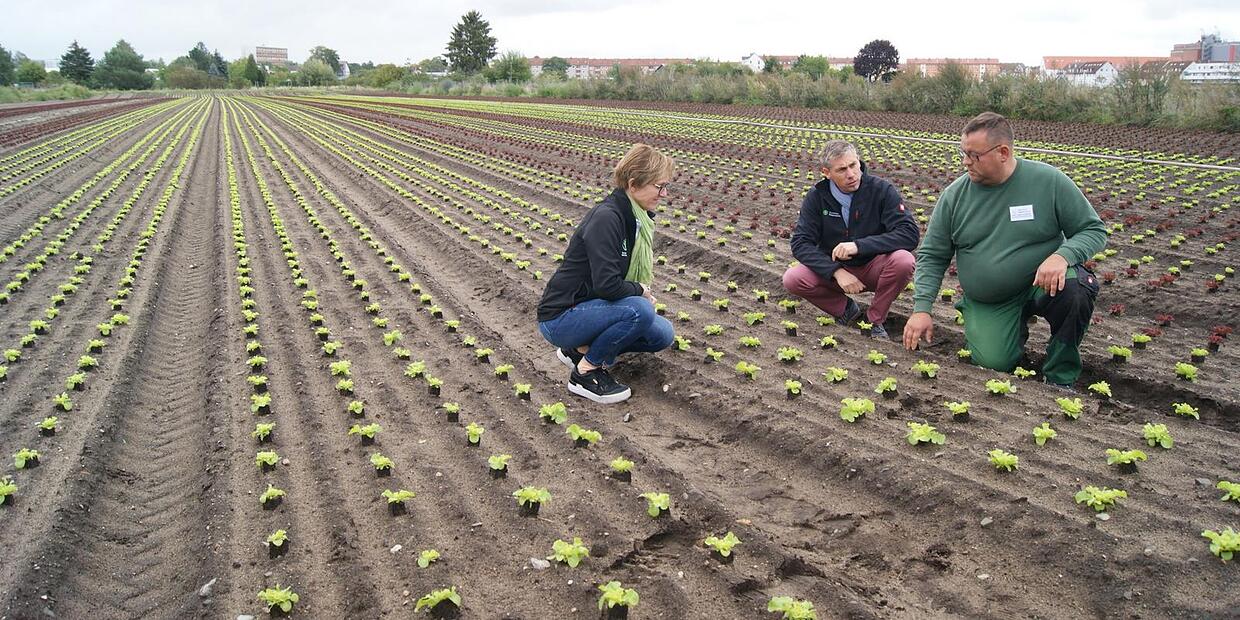 Landwirtschaftskrise Bauern und Gärtner bangen um ihre Betriebe und