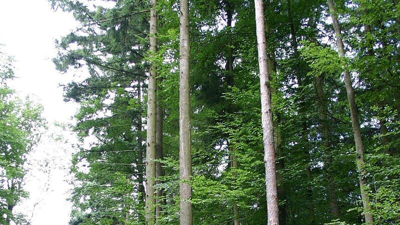 Zahlreiche Douglasien sind gepflanzt worden, wie Revierförster Maik Despang  der Waldkörperschaft Altenreichthal berichtete.