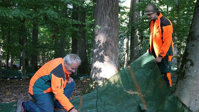 Martin Hertel (links; stellvertretender Betriebsleiter des Forstbetriebs Fichtelberg) und Ludwig Ponader (rechts; Auszubildener) begutachten die Eicheln, die bereits im Netz gelandet sind.