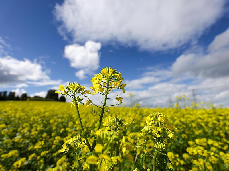 Gelb blühender Weißer Senf wird von der Sonne angestrahlt. Bundesminister Alois Rainer  braucht jetzt  eigene Lösungen für die Landwirtschaft.