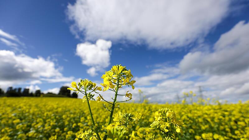 Gelb blühender Weißer Senf wird von der Sonne angestrahlt. Bundesminister Alois Rainer  braucht jetzt  eigene Lösungen für die Landwirtschaft.