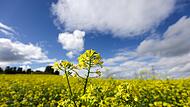 Gelb blühender Weißer Senf wird von der Sonne angestrahlt. Bundesminister Alois Rainer  braucht jetzt  eigene Lösungen für die Landwirtschaft.