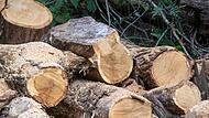 Brennholz aus dem Wald Brennholz aus dem Wald