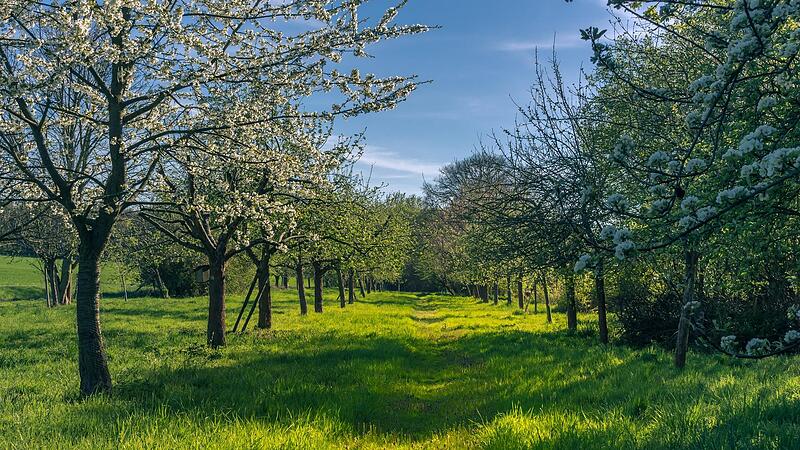 Die Zahl solcher Streuobstwiesen soll zunehmen.Forchheim & Fr&auml;nkische Schweiz