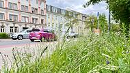 Die Biodiversität in Städten leidet unter dem Verkehr