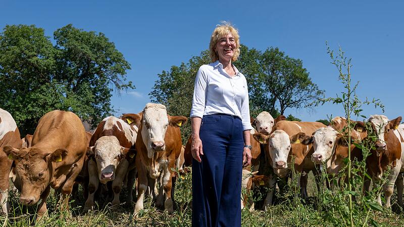Die Ochsen der Ochsenbraterei Die Ochsen der Ochsenbraterei