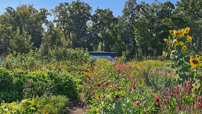 Marktgemüse-Anbau in Kombination mit Bäumen – ein kleines Paradies in sonst karger und strukturarmer Landschaft.