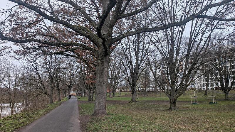 Tiefensammler Bamberg Adenauerufer