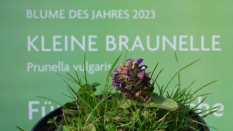 Kleine Braunelle