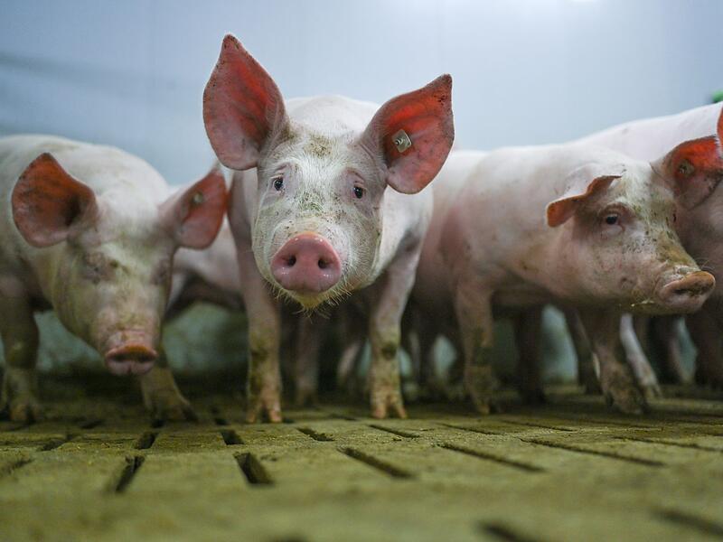 Schweinemastbetrieb