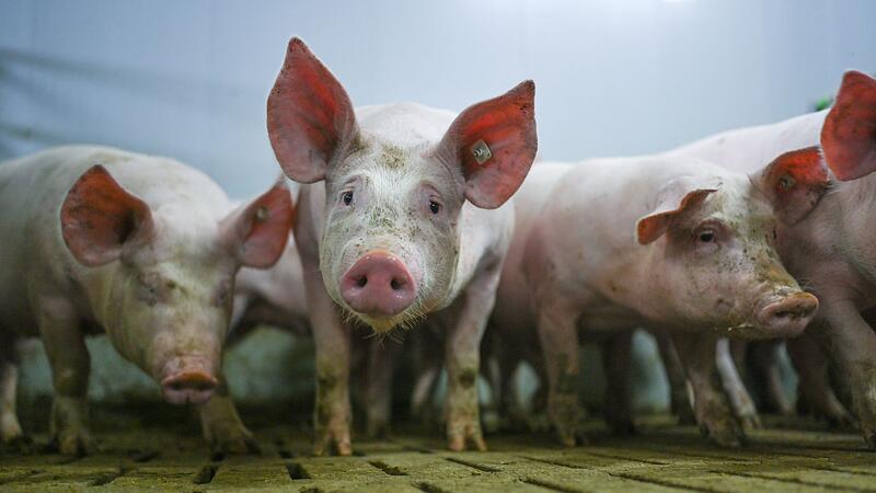 Schweinemastbetrieb