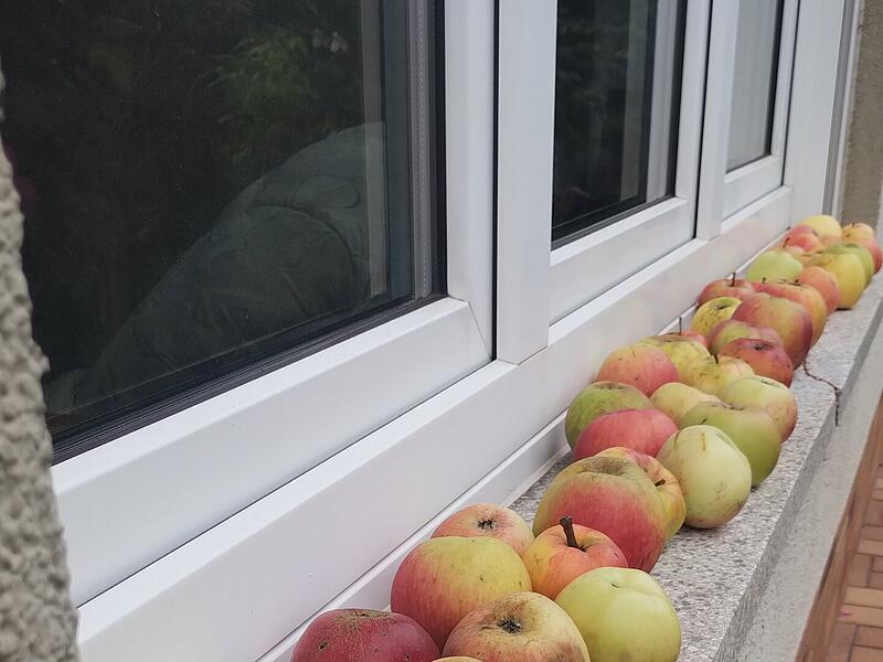 Apfel- statt Blumenschmuck: Edwin Fella dekorierte sein Fensterbrett im September mit Obst.