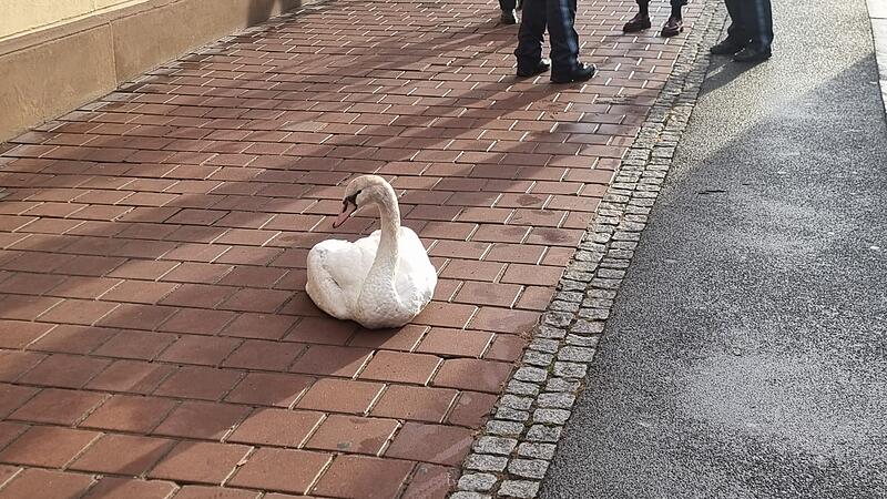 Der Schwan hatte sich bei der Kollision so schwer verletzt, dass er nicht weiterfliegen konnte.
