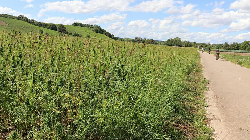 Cannabis-Feld am Ortsrand von Segnitz. Direkt neben dem Radweg nach Sulzfeld stehen auf freier Fl&auml;che diese weit gediehenen Hanfpflanzen.