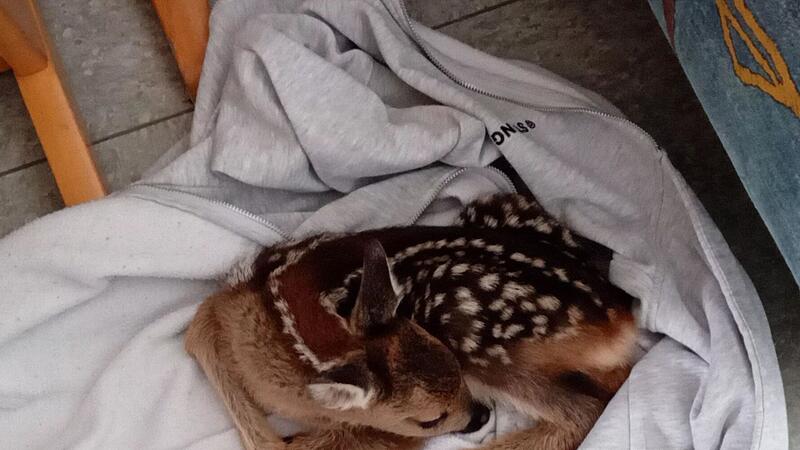 14-Jähriger bringt verlassenes Rehkitz mit in die Schule 14-Jähriger bringt verlassenes Rehkitz mit in die Schule