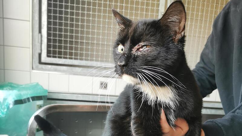 Stoschek will Strafverfahren gegen ehemalige Tierheim-Chefs