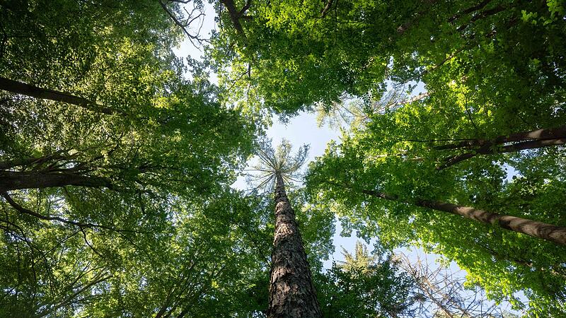 Wald