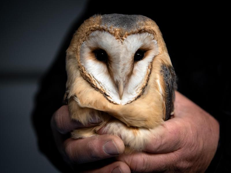 Wie viele Eulen sind zu viel des Guten? Eine Glosse von Verena Stephan.