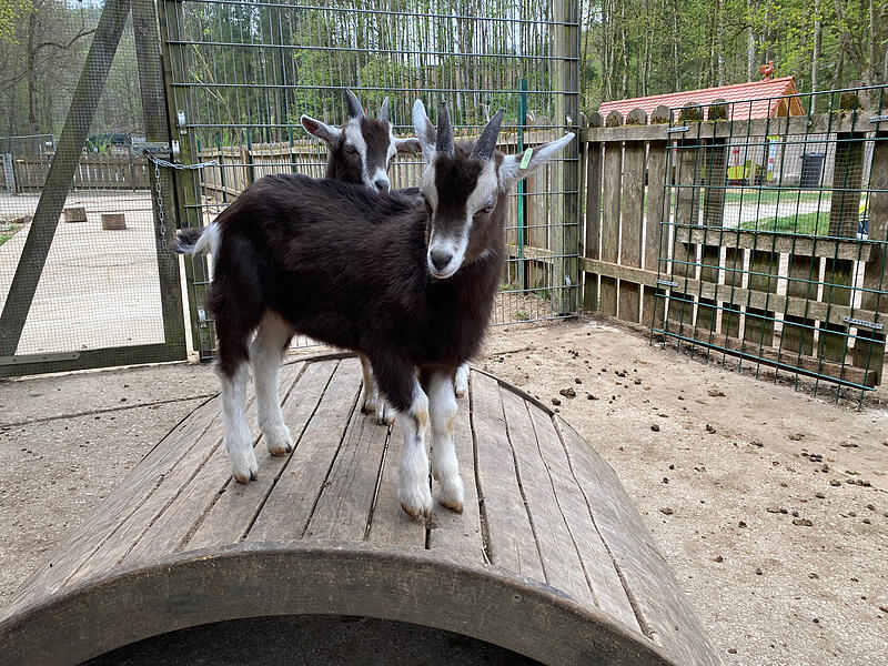 Im Wildpark Hundshaupten k&ouml;nnen Besucher momentan viele kleine Ziegenbabys beobachten. Nachwuchs gab es bei den Afrikanischen Zwergziegen und den Th&uuml;ringer Waldziegen.