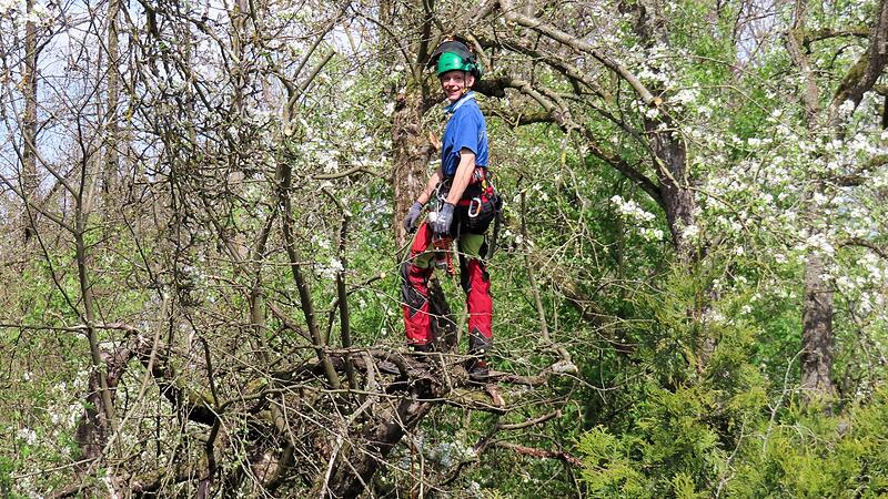 Radikalschnitt bei einem 80 bis 90 Jahre alten Apfelbaum: Baumpfleger Adam Helis ist bis in den Giebel gestiegen.
