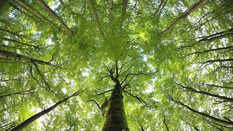Klimaangepasstes Waldmanagement Klimaangepasstes Waldmanagement
