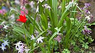 Regenwinter 2024 gut für den GartenForchheim & Fränkische Schweiz Regenwinter 2024 ist gut für den Garten.