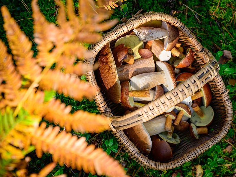 Pilzsaison in Bayern beginnt mager Pilzsaison in Bayern beginnt mager