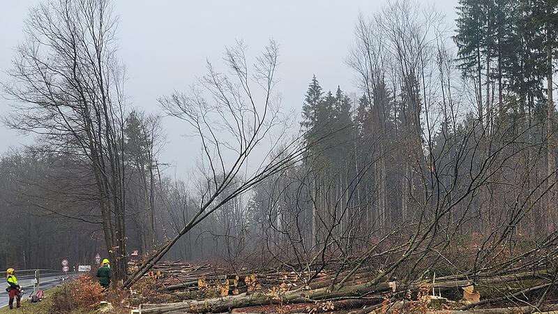 F&uuml;r den Ausbau der Staatsstra&szlig;e 2790 (fr&uuml;her B27) am Hammelburger Berg fielen diese Woche viele B&auml;ume.