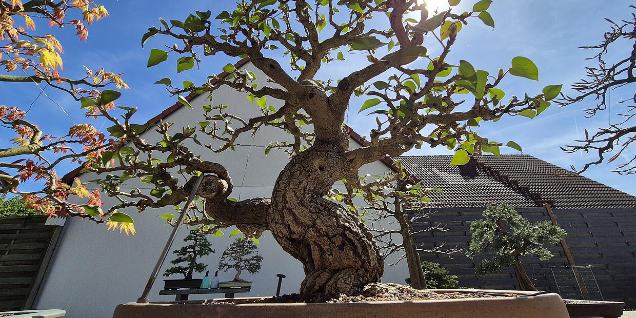 Bonsai im Landkreis Bamberg: Franke verkauft Bume fr viel Geld