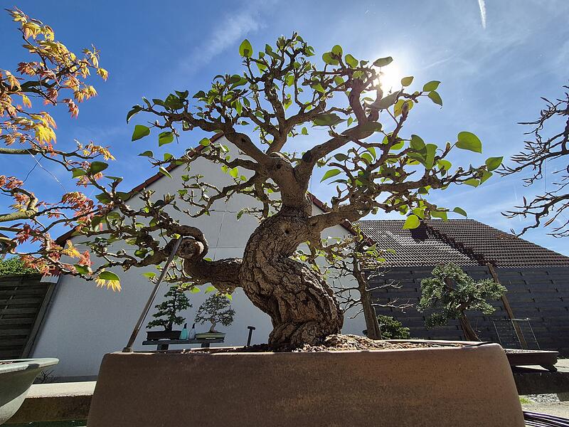Peter S&auml;ckel hat aus einem einfachen Efeu &uuml;ber Jahrzehnte einen beeindruckenden Bonsai geschaffen.