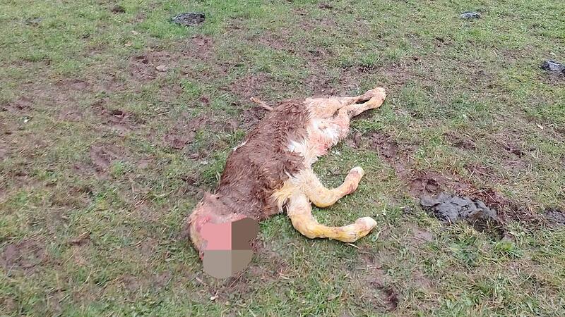 Das Kalb lag mit Verletzungen am Kopf am Rand der Weide in Motten.