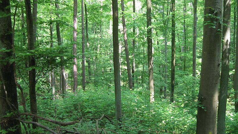 Wer ist auf dem Holzweg: Bef&uuml;rworter oder Gegner des Nationalparks Steigerwald?