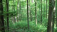Wer ist auf dem Holzweg: Befürworter oder Gegner des Nationalparks Steigerwald?