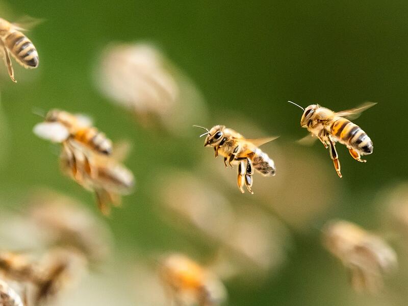 Bienenschwarm Bienenschwarm