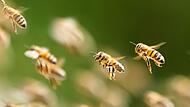 Bienenschwarm Bienenschwarm