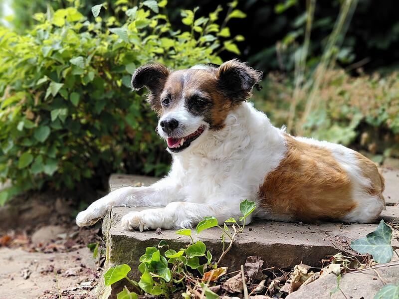 Die s&uuml;&szlig;e Fellnase auf vier Pfoten von einem Leser