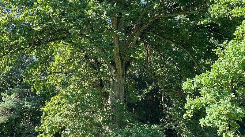 Viel Hoffnung macht gerade die Traubeneiche den F&ouml;rstern hinsichtlich des Klimawandels.Forchheim & Fr&auml;nkische Schweiz