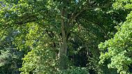 Viel Hoffnung macht gerade die Traubeneiche den F&ouml;rstern hinsichtlich des Klimawandels.Forchheim & Fr&auml;nkische Schweiz