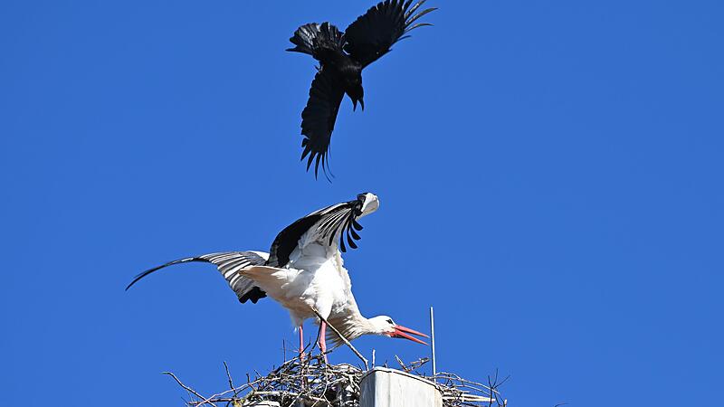 Krähe greift Storch anForchheim & Fränkische Schweiz Ein kurioser Anblick: Eine Krähe greift einen Forchheimer Storch am Paradeplatz an.