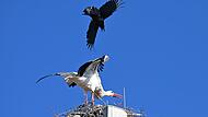 Ein kurioser Anblick: Eine Krähe greift einen Forchheimer Storch am Paradeplatz an.