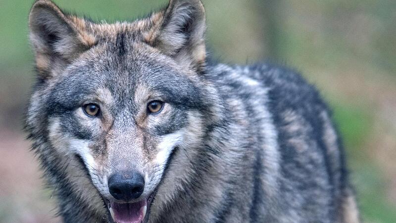Nun steht es fest: Wölfe haben Damwild von Walter Müller gerissen. Nun steht es fest: Wölfe haben Damwild von Walter Müller gerissen.