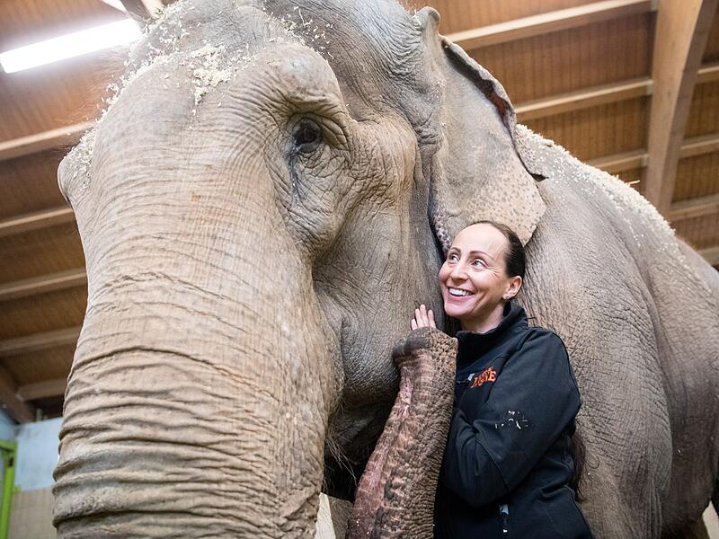 Circus Krone Elefantenkuh Bara
