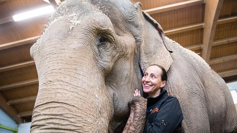 Circus Krone Elefantenkuh Bara