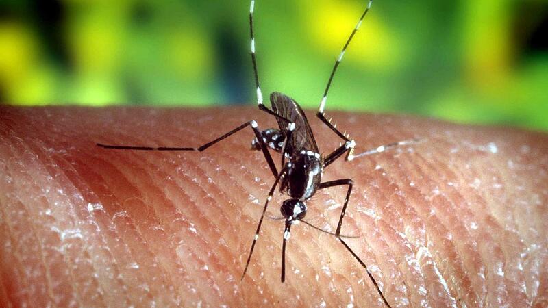 Sie sind l&auml;stig und k&ouml;nnen sogar gef&auml;hrlich werden. Stechm&uuml;cken. Aber es gibt noch mehr Tiere, die im Sommer nerven. Manche k&ouml;nnen aber auch n&uuml;tzlich sein.Forchheim & Fr&auml;nkische Schweiz