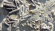 Die Belemniten (Kopff&uuml;&szlig;er aus dem Mesozoikum) im Bild stammen aus Peniche in Portugal. Sie lebten w&auml;hrend einer W&auml;rmekrise vor etwa 183 Millionen Jahren und sind nur halb so gro&szlig; wie ihre Artgenossen direkt vor und nach der Krise. Kenneth De Baets