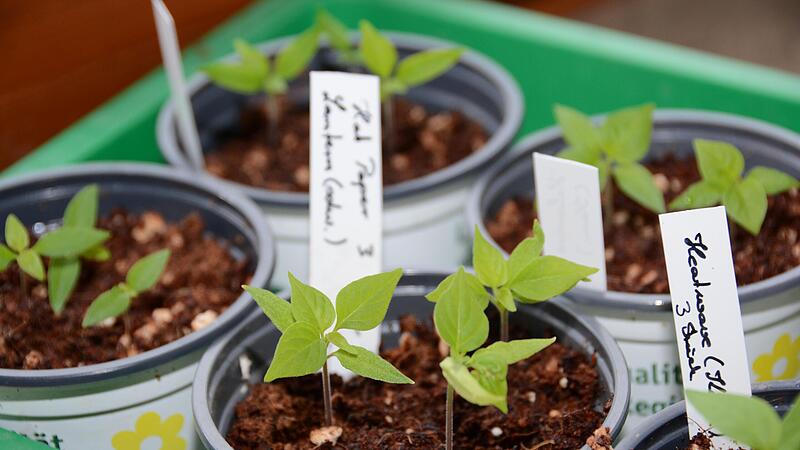 Chilig&auml;rtner brauchen Geduld: Bis nach der Aussaat die ersten Bl&auml;tter der Jungpflanzen zu sehen sind, vergehen mehrere Wochen.