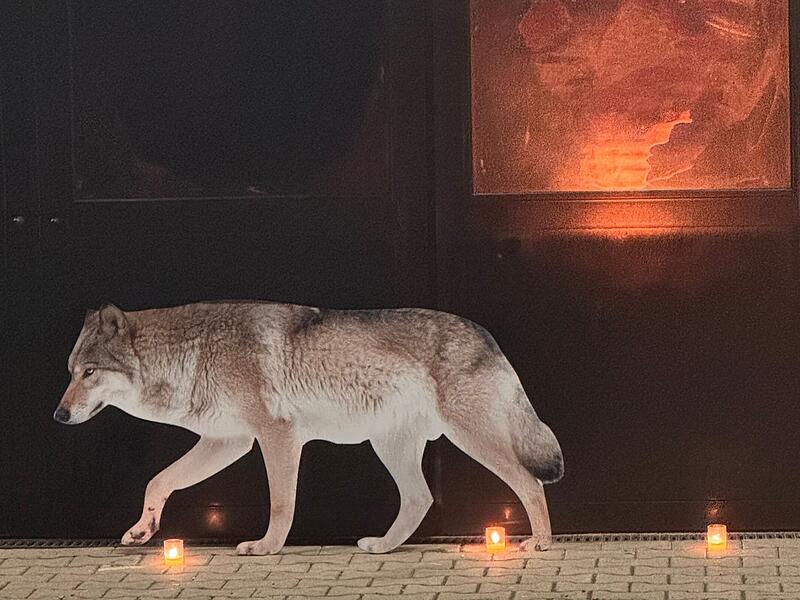 In Riedenberg kamen über 100 Menschen zusammen, um die Lokalpolitik auf das Thema Wolf aufmerksam zu machen. In den vergangenen Wochen hatte es dort mehrere Wolfsrisse gegeben. Das Foto zeigt einen Wolf aus Pappe, den die Veranstalter aufstellten, in einem Tor spiegelt sich das Mahnfeuer.